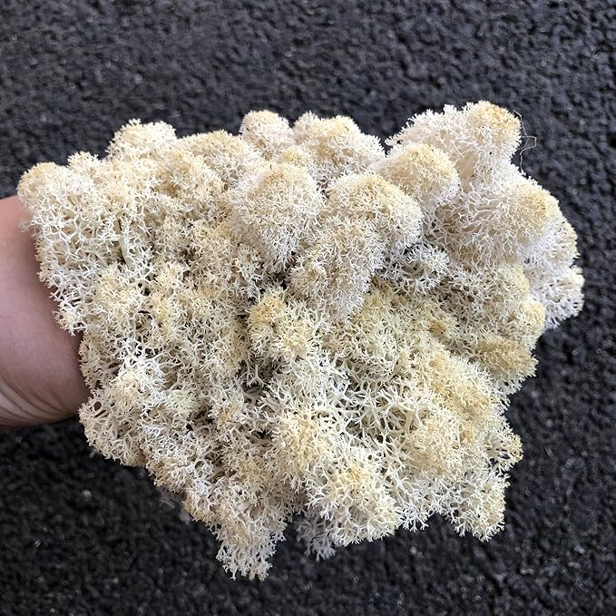 prefleur Preserved Reindeer Moss Natural Green DIY Kit Gardenning Art Wall Decor Florist Decor Easter Table Decor Wedding