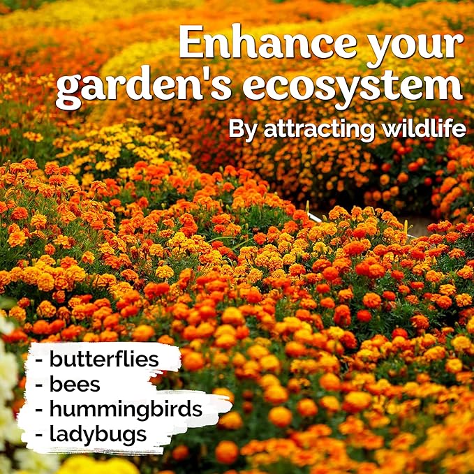 KVITER 500 French Marigold Seeds, Sparky Mix (Tagetes patula) — Marigold Flowers, Heirloom, Non GMO & Organic, Vibrant Yellow & Orange Blooms — Flower Seeds to Plant Outside, Borders, Beds, Container