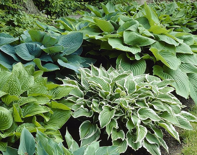 Bloomsz Hosta Mixture (3 Pack)