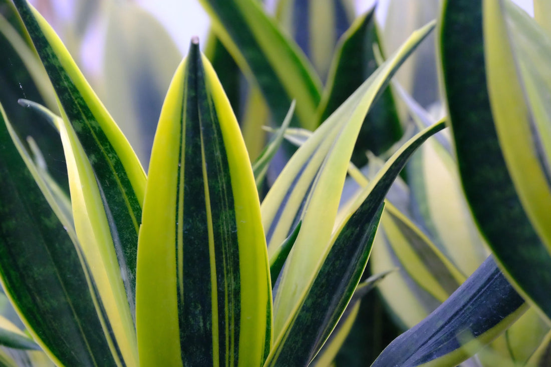 10 Must-Have Indoor Plants to Brighten Up Your Home This Season