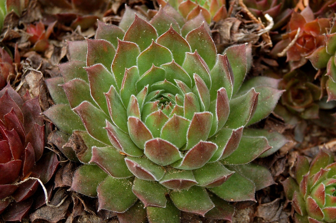 "Succulents 101: How to Care for Your Succulent Plants"
