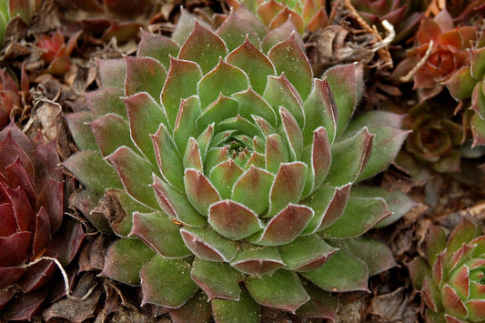"Succulents 101: How to Care for Your Succulent Plants"