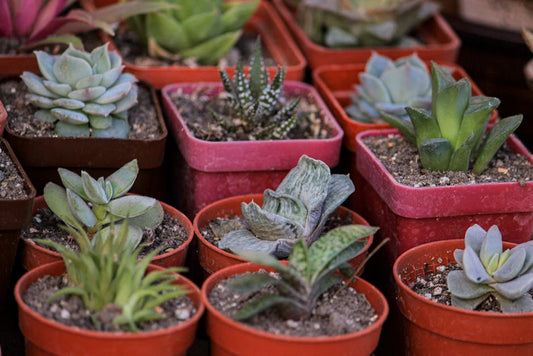A vibrant collection of various succulents in small pots, perfect for home decor and gardening enthusiasts.