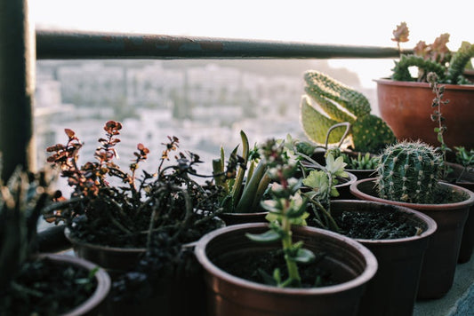 A serene arrangement of succulents and cacti in pots on a sunlit balcony.
