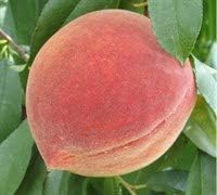 Elberta Peach Tree - Self Pollinating - Live Fruit Plant Shipped 3 Feet Tall by DAS Farms