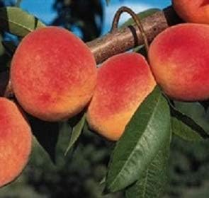 Elberta Peach Tree - Self Pollinating - Live Fruit Plant Shipped 3 Feet Tall by DAS Farms