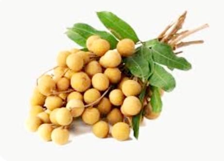 20 Longan Seeds Rare Dwarf Longan Sweet and Juicy Fruit Tree Bonsai