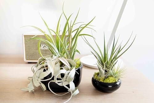 Air Plant Shop Large Assembled Air Plant Bowl Garden - Wholesale and Bulk - Succulents - Live Tillandsia - Easy Care Indoor and Outdoor House Plants (5 Assorted Air Plants)