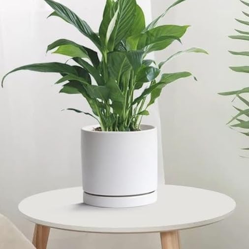 Ceramic Plant Saucer Pot Tray White 2pcs-12 Inch, Planter Saucers 4 5 6 7 8 9 10 11 12 Inch for Indoors Outdoor, Durable Sturdy Flower Drainage Tray for Glazed Pots Base (12.5 Inch-2-White)