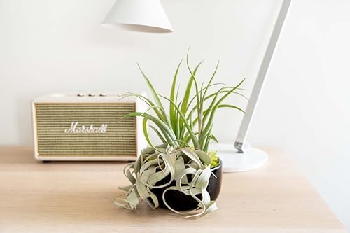 Air Plant Shop Large Assembled Air Plant Bowl Garden - Wholesale and Bulk - Succulents - Live Tillandsia - Easy Care Indoor and Outdoor House Plants (1 Xerographica and 2 Large Air Plants)