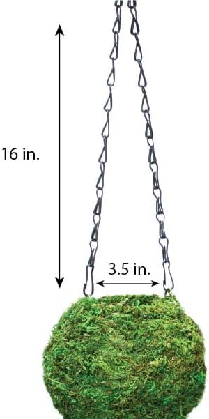 SuperMoss (29346) Kokedama Planter, 4", Fresh Green