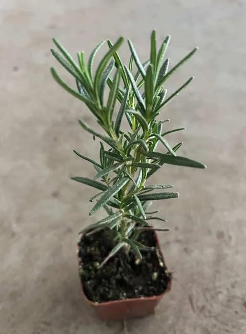 Set of 3 Blue Rosemary Plants 4–8 Inches Tall, Fragrant Herb for Culinary and Decorative Use, Outdoor Planting