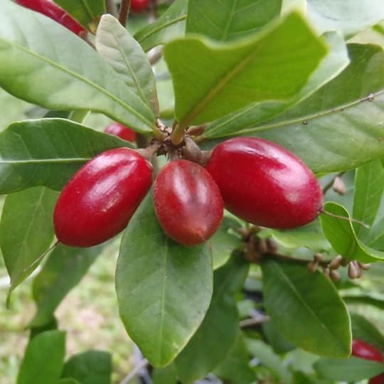 Palm Beach Medicinal Herbs - Miracle Fruit (Synsepalum dulcificum) - Packet of 3 Seeds