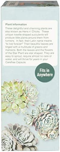 Unique Gardener Sedum Succulent Carefree Capsule Terrarium Kit - DIY Indoor Hanging or Standing Garden Starter Set with Complete Supplies, Easy to Grow Terrariums for Home Decor! (Stunning Sedum)