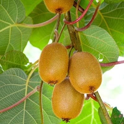 Kiwi Seeds for Planting, 30+ Seeds per Packet, (Isla's Garden Seeds), 50-70% Germination in Prime Conditions, Tree/Vine, Scientific Name: Actinidia chinensis, Great Fruit Garden Gift