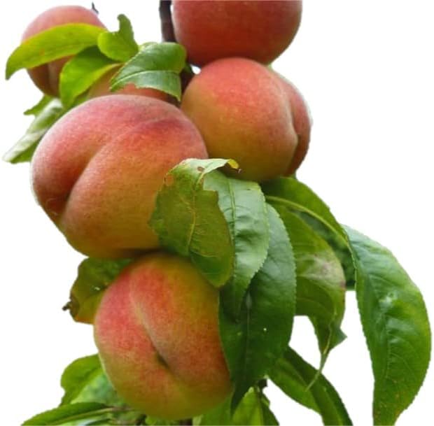 Contender Peach Tree - Self Pollinating Live Fruit Plant Shipped 2 Feet Tall by DAS Farms