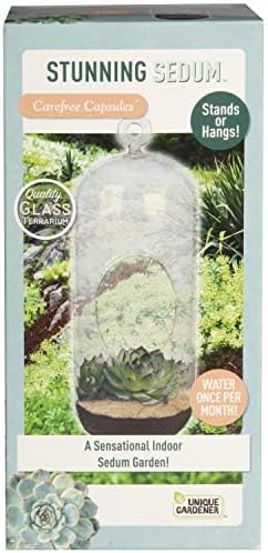 Unique Gardener Sedum Succulent Carefree Capsule Terrarium Kit - DIY Indoor Hanging or Standing Garden Starter Set with Complete Supplies, Easy to Grow Terrariums for Home Decor! (Stunning Sedum)