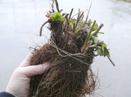 15 Albion Strawberry Plants Heirloom Quality