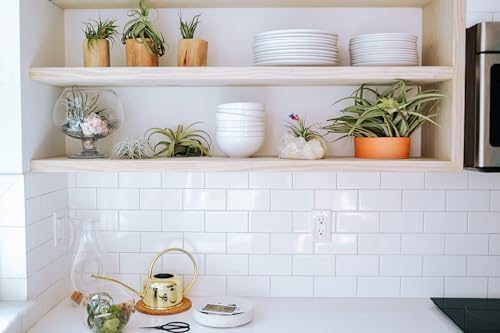 Air Plant Shop Large Assembled Air Plant Bowl Garden - Wholesale and Bulk - Succulents - Live Tillandsia - Easy Care Indoor and Outdoor House Plants (5 Assorted Air Plants)