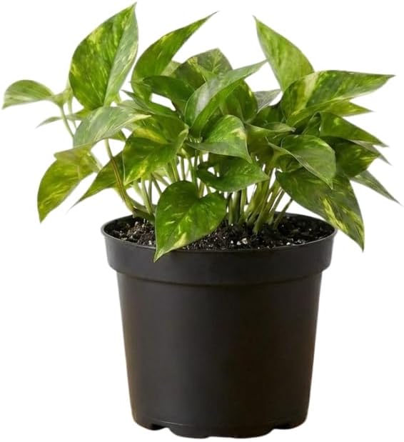 Golden Pothos Live Plant, 6" Potted Plant, Easy Care Indoor Vine, Hanging Green Foliage for Shelves and Desks