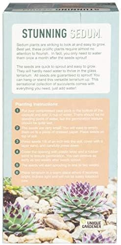 Unique Gardener Sedum Succulent Carefree Capsule Terrarium Kit - DIY Indoor Hanging or Standing Garden Starter Set with Complete Supplies, Easy to Grow Terrariums for Home Decor! (Stunning Sedum)