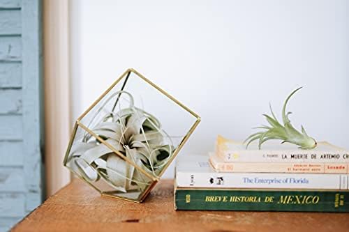 Air Plant Shop Large Assembled Air Plant Bowl Garden - Wholesale and Bulk - Succulents - Live Tillandsia - Easy Care Indoor and Outdoor House Plants (1 Xerographica and 2 Large Air Plants)