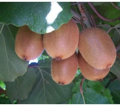 Kiwi Seeds for Planting, 30+ Seeds per Packet, (Isla's Garden Seeds), 50-70% Germination in Prime Conditions, Tree/Vine, Scientific Name: Actinidia chinensis, Great Fruit Garden Gift