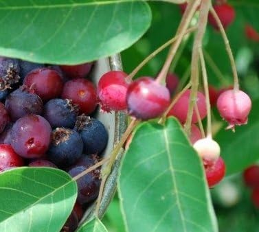 Amelanchier Candensis, Juneberry, Serviceberry, 4-8" Tall Potted Plant, Great as a potted plant, or specimin garden plant