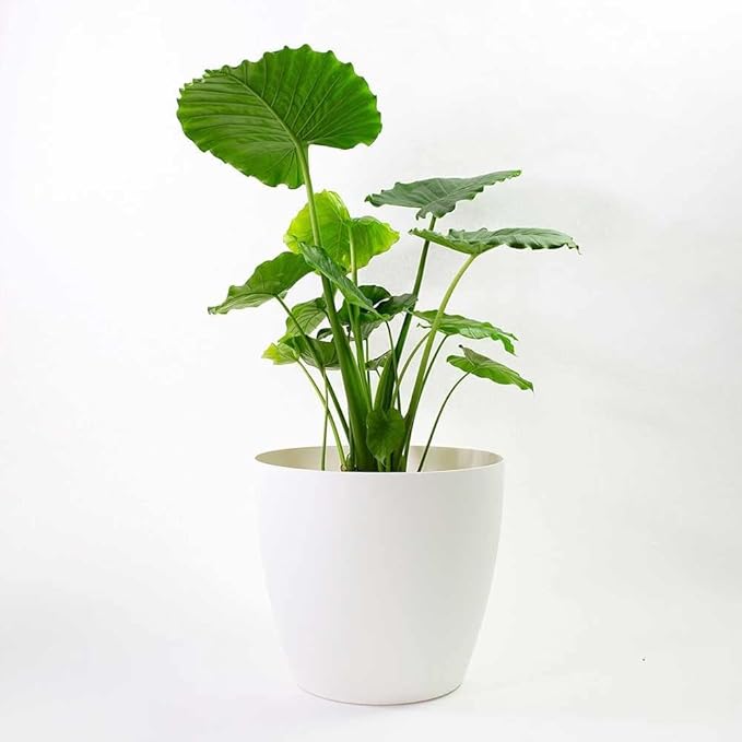 Greenline Manufacturing Memphis 15" Round Indoor Floor Planter Pot – Lightweight & Durable Plastic, Modern Design, Made in USA, Recyclable Large Plant Container for Home & Office Décor (White)