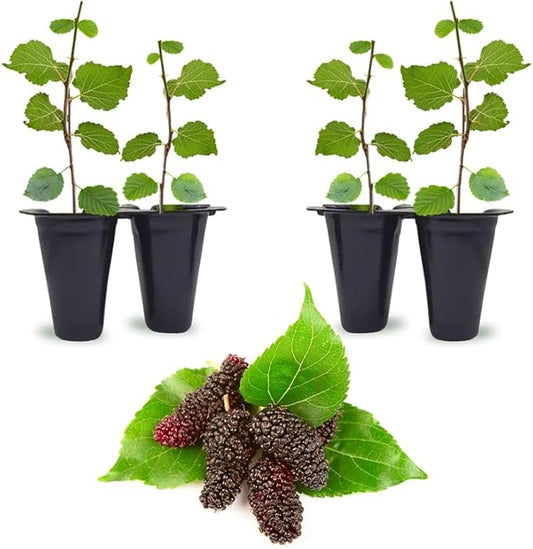 Mulberry Illinois Everbearing Plant (4 Pack) | Real Live Fruit Plants for Sale| Easy to Grow Live Plants for Organic Gardens | Organic Landscaping, and Indoor or Outdoor Planting.