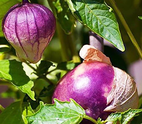 Seeds Purple Cape Gooseberry Goldenberry Groung Cherry Physalis Non GMO Vegetable for Planting