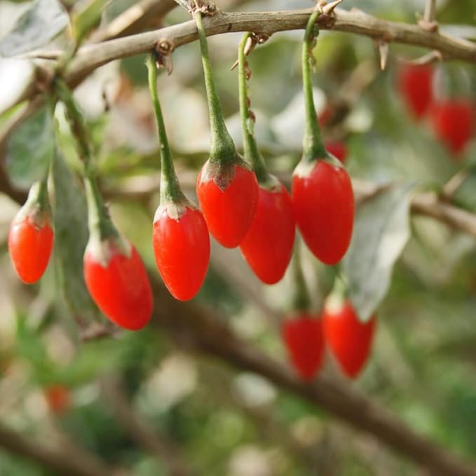 Goji Berry 50 Seeds - Lycium Chinense/Lycium Barbarum, Chinese Wolfberry Plant, Perennial Non GMO Super Fruit, Easy to Grow Goji Berries Seeds for Planting