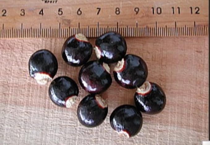20 Longan Seeds Rare Dwarf Longan Sweet and Juicy Fruit Tree Bonsai