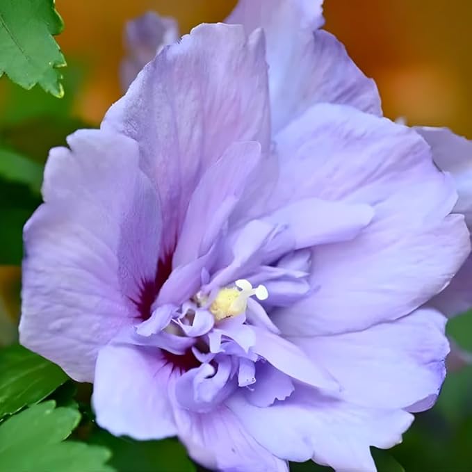 2 Purple Althea Live Plants - Rose of Sharon | 12–18 Inch Tall Flowering Trees | Hardy Hibiscus Shrubs for Outdoor Planting, Landscaping & Garden Beds
