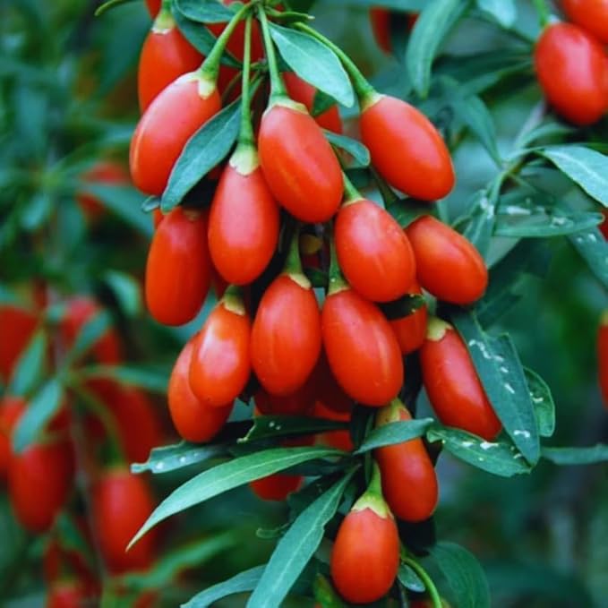 Live Goji Berry Plant Bush for Planting, Goji Berry Ready to Plant, 4 to 10 Inc Tall, Come No Pot, Goji Berries Tree Plant Live