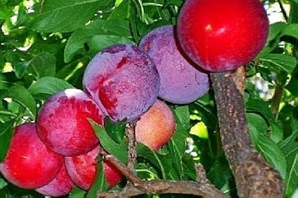 Red June Plum - A Gift That Keeps Giving - Self Pollinating Live Fruit Tree Shipped 2 to 3 Feet Tall by DAS Farms