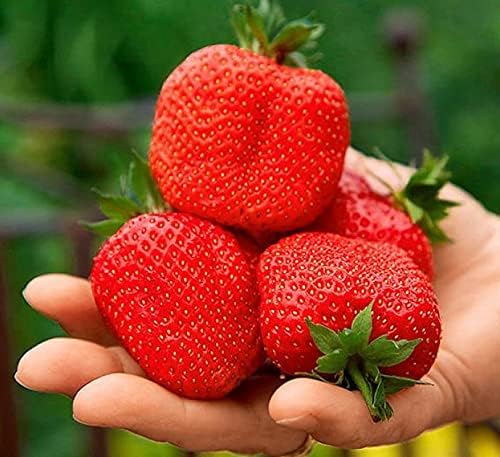 Seeds Giant Strawberry Fresca Everbearing Berries Indoor Non GMO Fruits for Planting