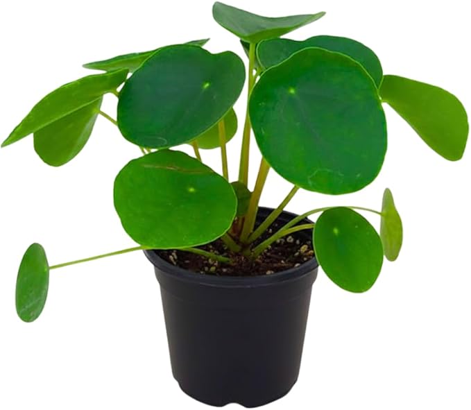 Money Plant Live, Pilea Peperomioides Plant Live, Houseplant, Money Plants for Home and Office Decoration, 2.5 Inches Pot