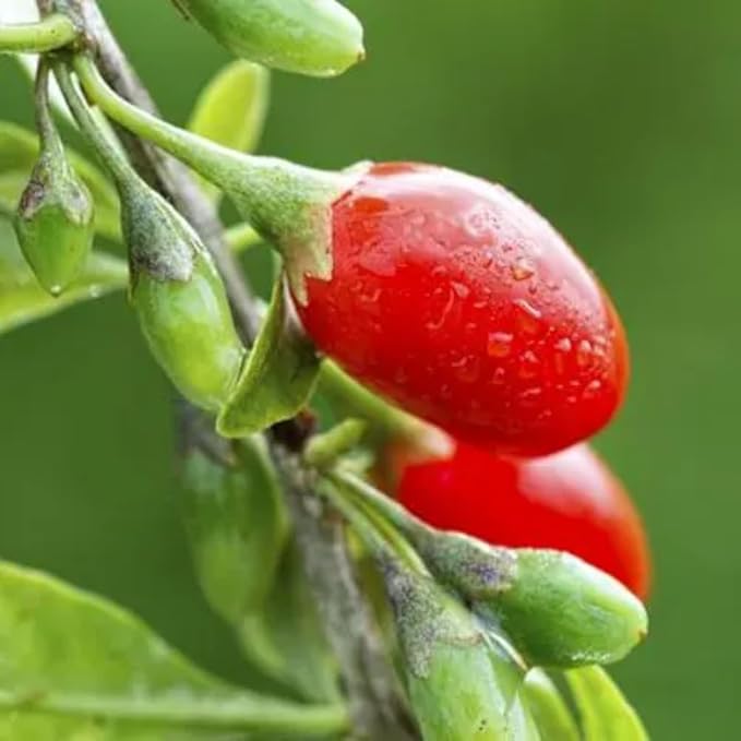 5-9" Tall Goji Berry Plant Live for Planting, Red Goji Berry Tree Live Plant, Well-Rooted