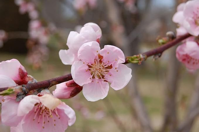 Elberta Peach Tree - Self Pollinating - Live Fruit Plant Shipped 3 Feet Tall by DAS Farms