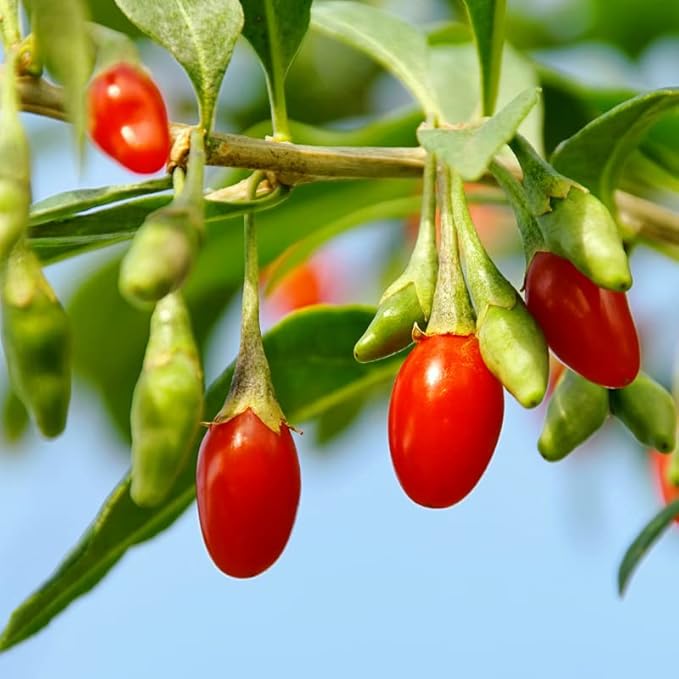 2 Red Goji Berry Trees Live Bareroot 8 to 12 Inc Height for Planting Ornaments Perennial Garden Simple to Grow Pots, Sweet Berry Fruits