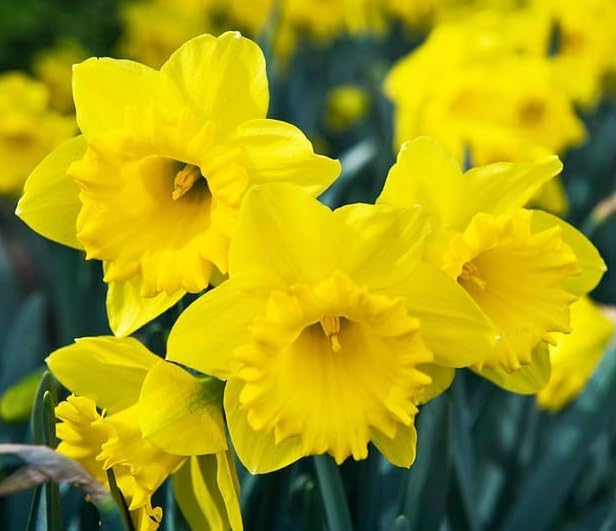 Bulk Yellow Daffodil Bulbs for Planting - Dutch Master Value Bag - Plant in Gardens, Borders & Flowerbeds - Bulb Size 10/12 cm - Easy to Grow Fall Flowers Bulbs (25 Bulbs)