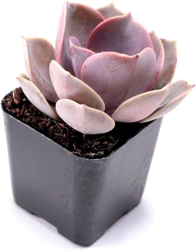 Mountain Crest Gardens Ultimate Succulent Variety Pack - 12 Unique Live Plants, Many Types, Rooted in 2 inch Pots - Indoor/Outdoor Real Succulents for Garden Decor, Favors, DIY Arrangements