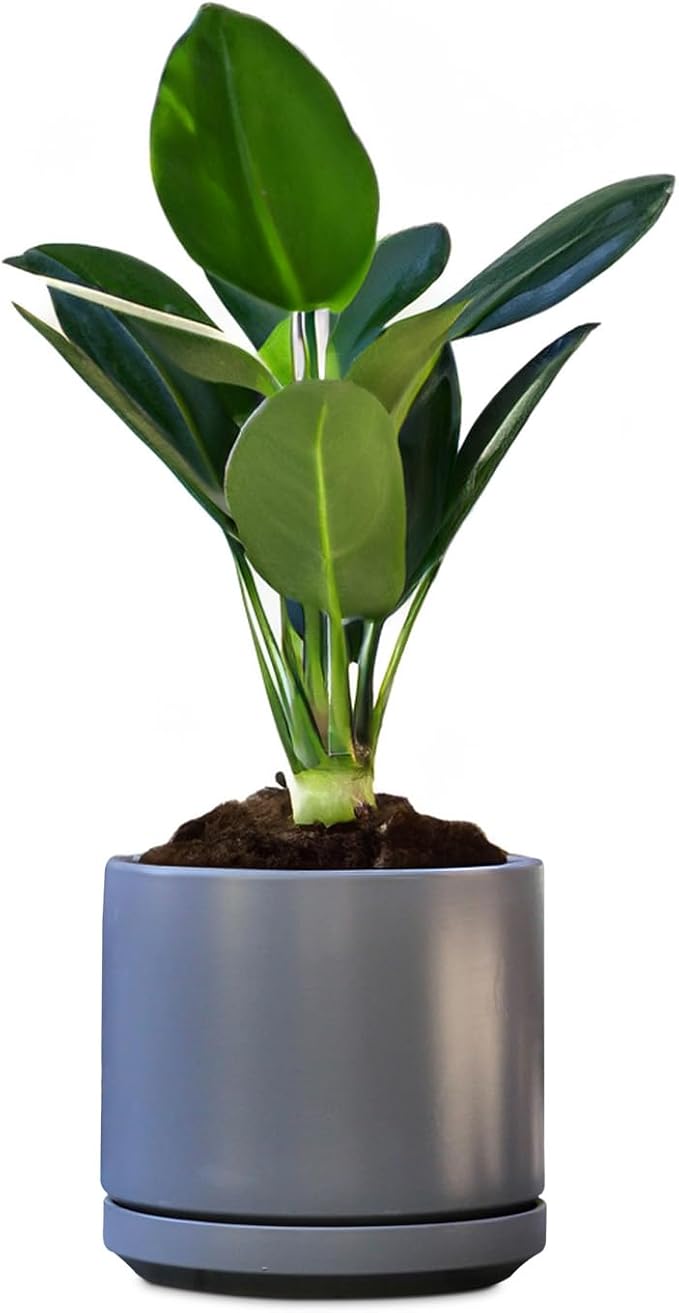 PLANTATOREM Ceramic 14 Inch Mid Modern Planter Pot with Drainage Hole and Saucer, Indoor Cylinder Round Flower Pot, Perfect for Planting Succulents, Herbs, Flowers, House Plants, Jet Grey
