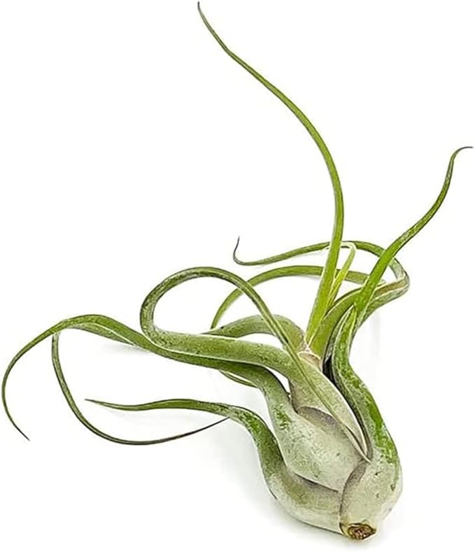 ragnaroc Air Plants - Flowering Tillandsia Caput Medusae, Large 5-7" - 1ct - Live Arrival Guaranteed - House Plants for Home Decor & Gift