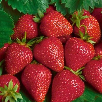 15 Albion Strawberry Plants Heirloom Quality