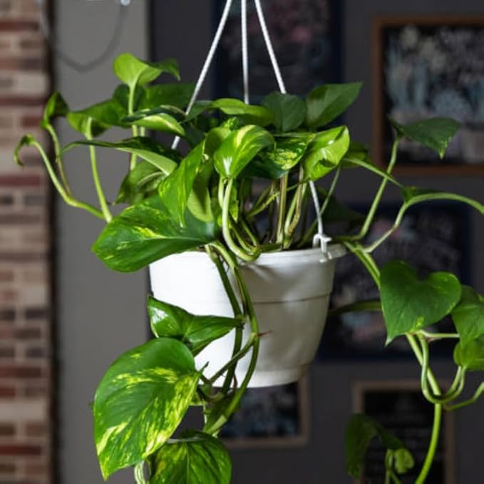Golden Pothos Live Plant, 6" Potted Plant, Easy Care Indoor Vine, Hanging Green Foliage for Shelves and Desks