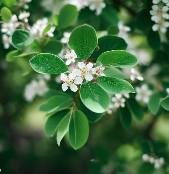 Amelanchier alnifolia c.s. (Saskatoon Serviceberry) Fruit Seeds, Purplish-Black Berries with Sweet Flavor, Seeds by MySeeds.Co, You Choose The Amount (1 oz)
