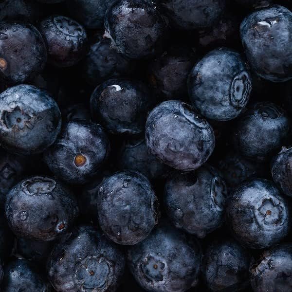 Blueberry Plant Chandler Live for Sale (4 Pack) | Easy to Grow Plants | Edible Fruit Plant for Sustainable Living | Grow Your own Food on Your Edible Organic Garden| Live for Planting| No Seeds