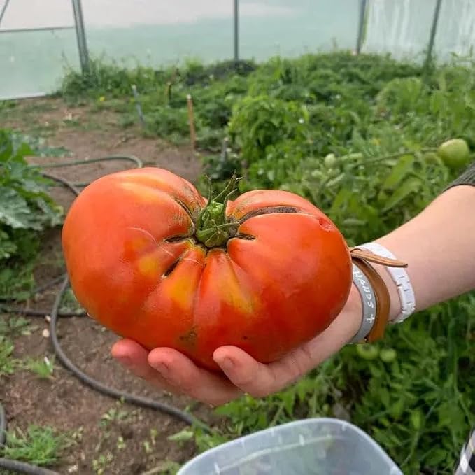 25x25ft Freestanding Tunnel Greenhouse, 6mil Clear EVA Film Cover, Reinforced Galvanized Construction, Crank-Up Ventilation, 625sq ft Growing Space